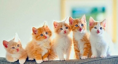 Kedi Günü: Hayata Denge Katan Sessiz Dostlarımız