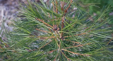 Kızılçam: Yangınlarla Evrimleşen ve Ormanları Yeniden Yeşerten Ağaç