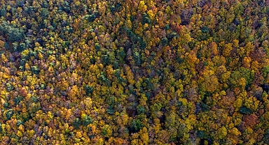 Birleşmiş Milletlere (BM) bağlı orman uzmanları, Brezilya’da düzenlenecek BM İklim Değişikliği Çerçeve Sözleşmesi 30. Taraflar Konferansı (COP30) öncesinde dünya liderlerine çağrıda bulunarak ormanların korunmasını istedi.