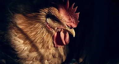 H5N5 kuş gribi ilk kez insana bulaştı: Dünyadaki ilk ölüm