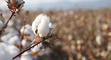 Pamukta yeni denge: Yüksek arz, yavaş talep