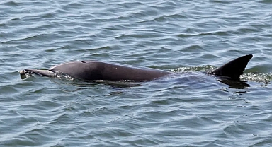 AB, yunusları korumak için 2026 yılında Biscay Körfezi'nde balıkçılığı tekrar yasaklayacak