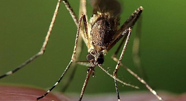 Bilim insanları, iklim değişikliğinin hayvanlardan bulaşan hastalıkları etkileyebileceğini ortaya koydu