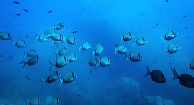 Deniz tabanı madenciliği ekosisteme ne kadar zarar veriyor?