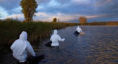 ECDC: Avrupa kuş gribi tehdidine karşı çabalarını artırmalı