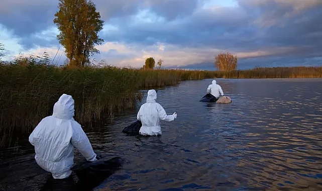 ECDC: Avrupa kuş gribi tehdidine karşı çabalarını artırmalı