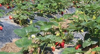 Organik tarım üretimi 1,3 milyon tonu aştı