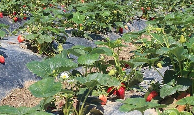 Organik tarım üretimi 1,3 milyon tonu aştı