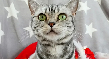 Uzmanlar liste verdi: Bazı yılbaşı şarkıları evcil hayvanları strese sokuyor