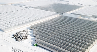 Ağrı'da dondurucu soğuklarda termal suyla ısıtılan seralarda her mevsim domates üretiliyor