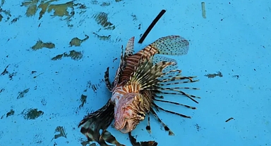 Aslan balığı Akdeniz’de hızla yayılıyor: İklim değişikliği istilacı türlere kapı aralıyor