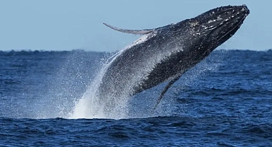 Balinalar iklim değişimine nasıl uyum sağlıyor?