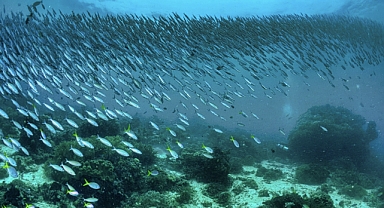 BM Biyoçeşitlilik Anlaşması Yürürlüğe Girdi: 2030’a Kadar Okyanusların %30’unu Korumayı Hedefliyor