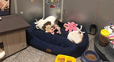 Kanyon Kedi Hayvanseverlerin Gönlünü Fethetti