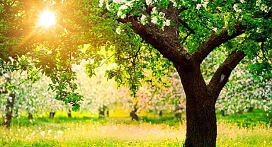 Karbon Kredisi İçin Ağaç Dikmek: Bilmeniz Gereken Her Şey