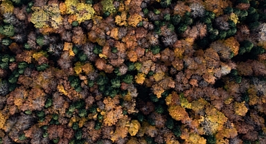 Ormanlar için bu yıl 118 milyon fidan üretilecek, yangınla mücadele filosu büyütülecek