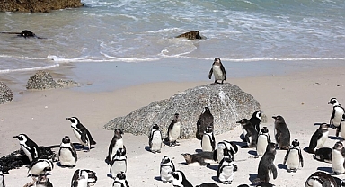 Sardalya Krizi Afrika Penguenlerini Yok Oluşun Eşiğine Getirdi