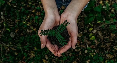 Süre daralıyor: İngiltere ve AB'nin ağaç dikme taahhütleri gerçeklikle sınanıyor