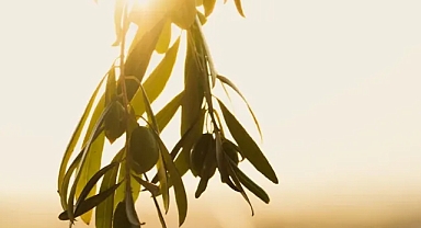 Zeytinlikleri Konu Alan “Döngü” Doğanın Haklarını Savunuyor