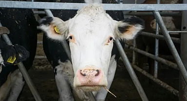 AB’de tarım destekleri iklim kriziyle uyumlu mu?