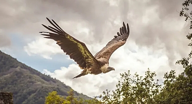 Sardinya'da kara akbabaların dönüşü: İtalya'nın en büyük koruma başarılarından biri