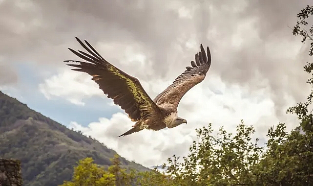 Sardinya'da kara akbabaların dönüşü: İtalya'nın en büyük koruma başarılarından biri