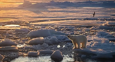 Svalbard'daki kutup ayıları iklim değişikliğiyle kilo mu alıyor?