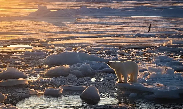Svalbard'daki kutup ayıları iklim değişikliğiyle kilo mu alıyor?