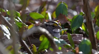 ABD araştırması: İklim değişikliği ve tarım kuş sayısını hızla azaltıyor