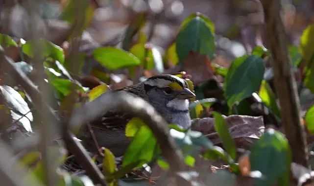 ABD araştırması: İklim değişikliği ve tarım kuş sayısını hızla azaltıyor