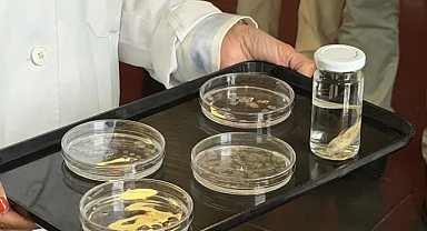 Balık pulları kornea bağışçısı sıkıntısına çözüm olabilir