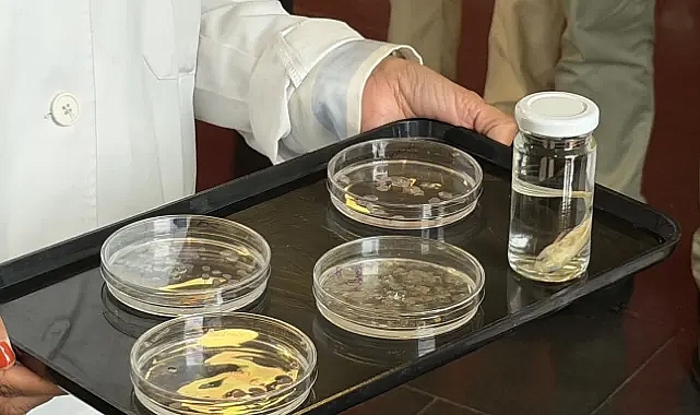 Balık pulları kornea bağışçısı sıkıntısına çözüm olabilir