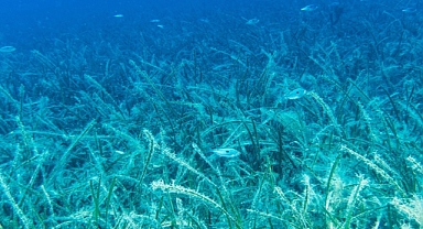 Deniz çayırları iklim değişikliğiyle mücadelede kritik role sahip