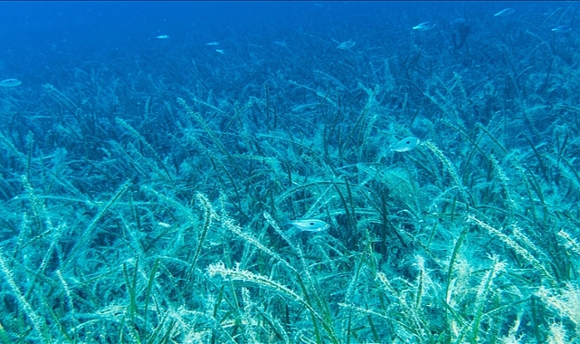 Deniz çayırları iklim değişikliğiyle mücadelede kritik role sahip