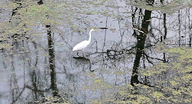 Karacabey Longozu etkili olan yağışlarla doldu