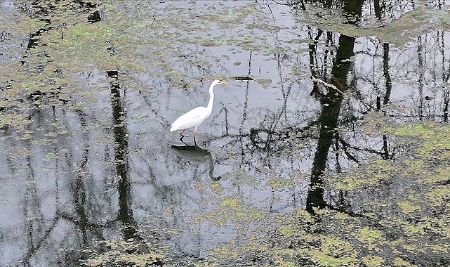 Karacabey Longozu etkili olan yağışlarla doldu