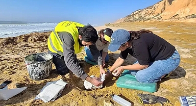 Portekiz’de nadir keşif: 10 milyon yıllık iki balina fosili bulundu
