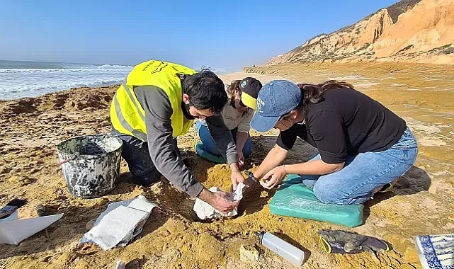 Portekiz’de nadir keşif: 10 milyon yıllık iki balina fosili bulundu