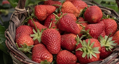 Aşırı yağışlar nedeniyle hasadı geciken Emiralem çileğinde verim arttı