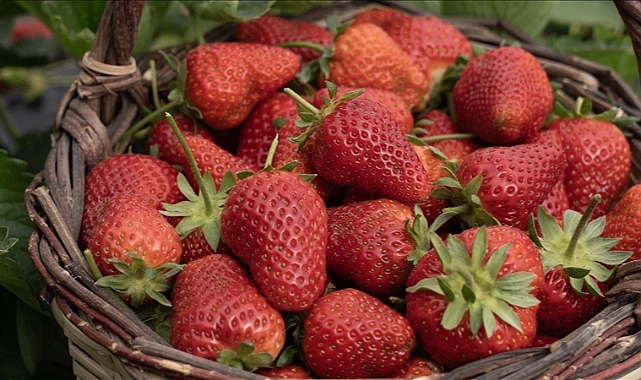 Aşırı yağışlar nedeniyle hasadı geciken Emiralem çileğinde verim arttı