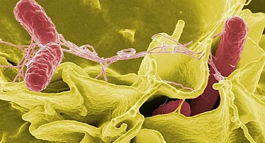 Avrupa'da salmonella alarmı: 6 ülkede salgın tespit edildi