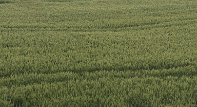 Çukurova'da çiftçiler artan yağışların etkisiyle buğdaydan yüksek verim bekliyor