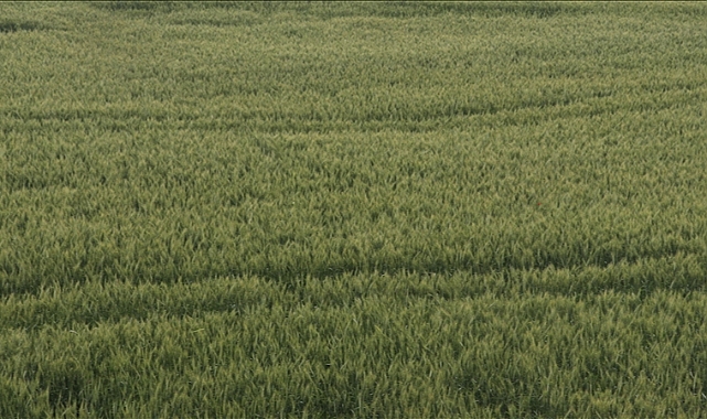 Çukurova'da çiftçiler artan yağışların etkisiyle buğdaydan yüksek verim bekliyor