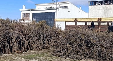 Marmaris'te toplanan kuru gevenler ekonomiye kazandırılırken yangın riski de azaltılıyor