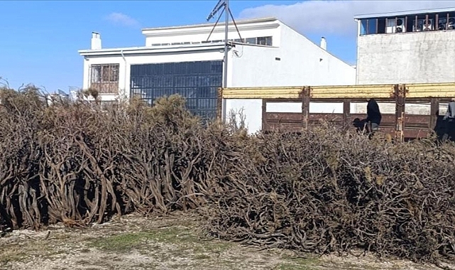 Marmaris'te toplanan kuru gevenler ekonomiye kazandırılırken yangın riski de azaltılıyor