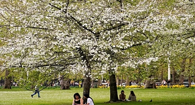 Polen mevsimi uzadı: Alerjiden nasıl korunmalı?