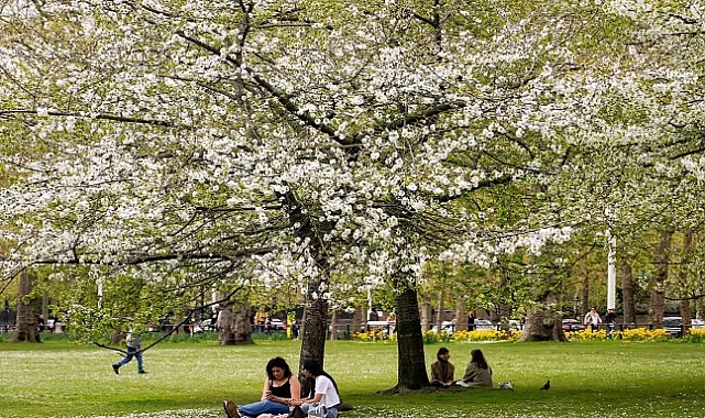 Polen mevsimi uzadı: Alerjiden nasıl korunmalı?