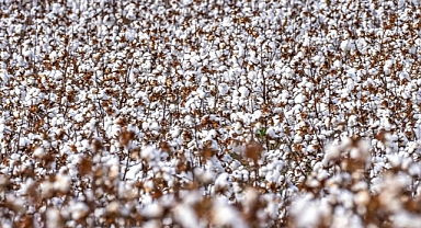 El Nino emtia piyasasında yeni endişe kaynağı olabilir