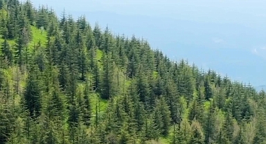 Erozyonla mücadele çalışmaları Osmaniye'deki 5 bin hektarlık çorak alanı yeşillendirdi