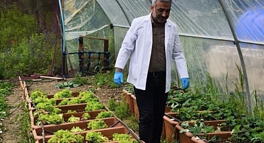 Karadeniz kıyılarındaki yosunlardan elde edilen gübreyle çilek üretildi